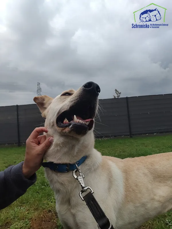 Znaleziono psa, Szczecin, 28 sierpnia 2025 (2/3)