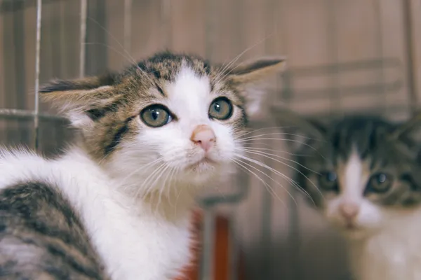 Znaleziono kota, Sosnowiec, 26 sierpnia 2025 (1/2)