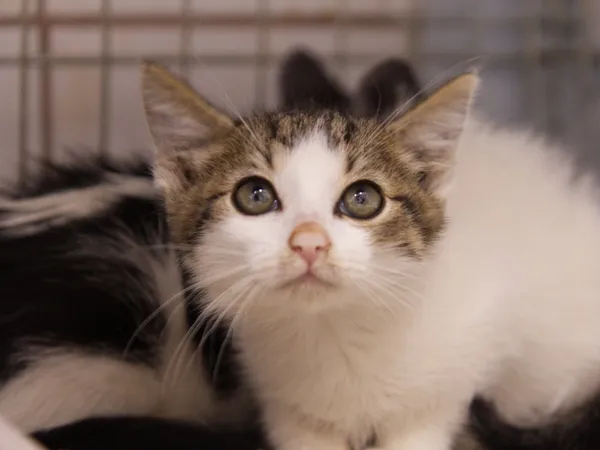 Znaleziono kota, Sosnowiec, 26 sierpnia 2025 (2/2)