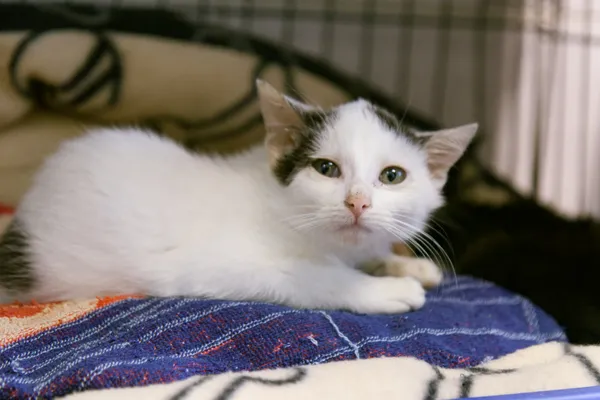 Znaleziono kota, Sosnowiec, 28 sierpnia 2025 (1/2)