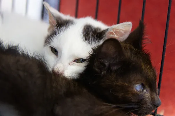 Znaleziono kota, Sosnowiec, 28 sierpnia 2025 (2/2)