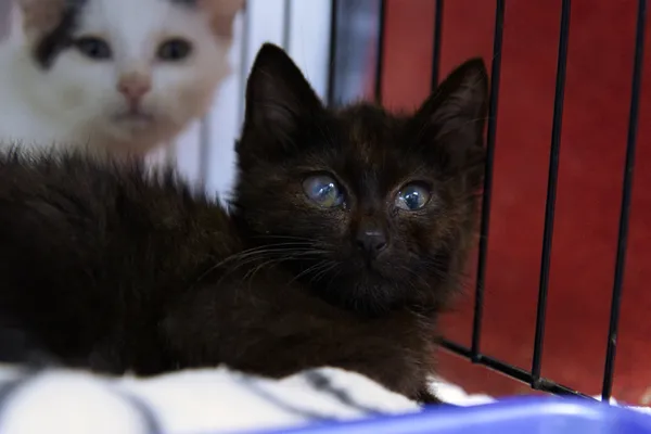 Znaleziono kota, Sosnowiec, 28 sierpnia 2025 (1/5)