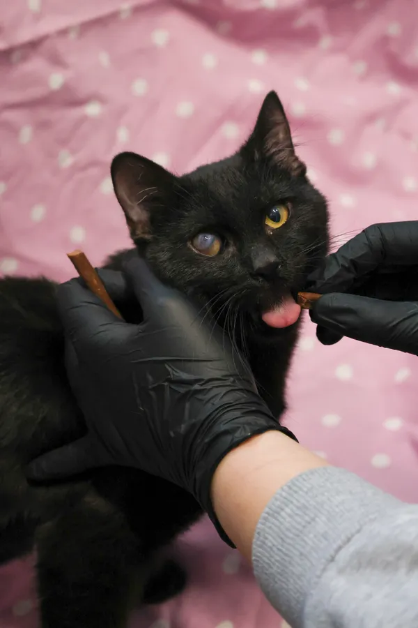 Znaleziono kota, Sosnowiec, 28 sierpnia 2025 (3/5)