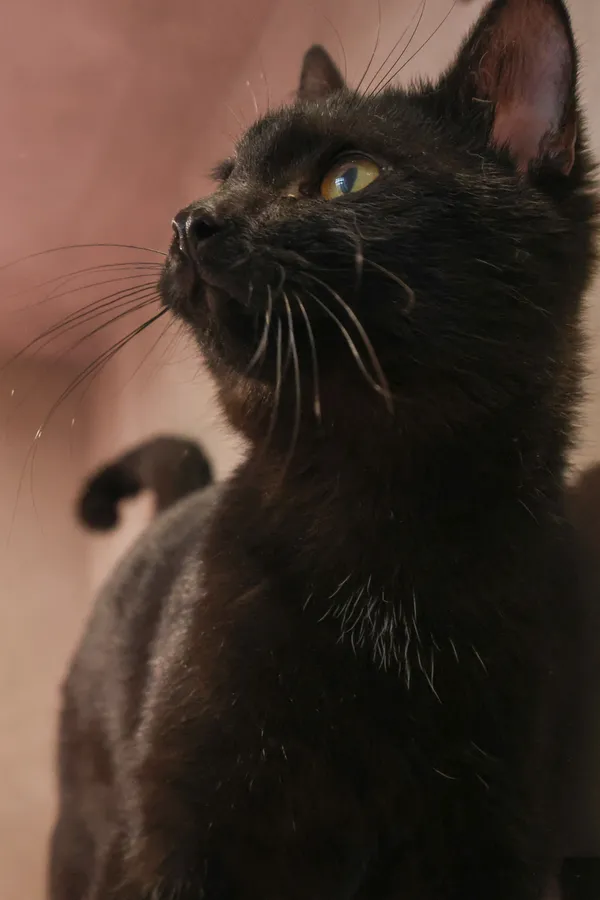 Znaleziono kota, Sosnowiec, 28 sierpnia 2025 (4/5)