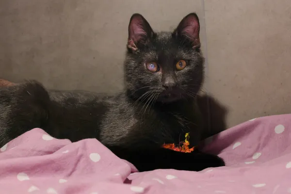 Znaleziono kota, Sosnowiec, 28 sierpnia 2025 (5/5)