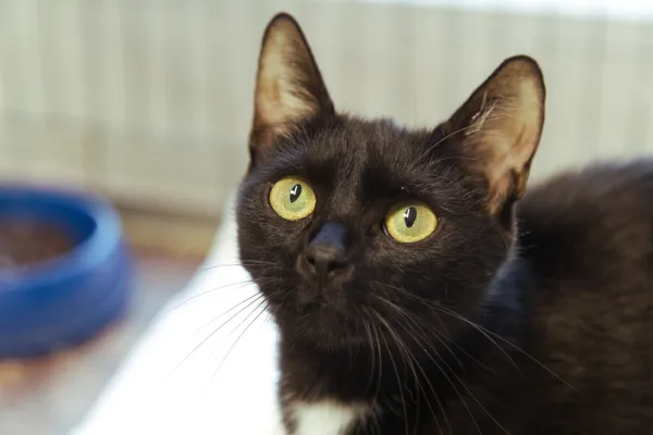 Znaleziono kota, Sosnowiec, 25 sierpnia 2025 (2/2)