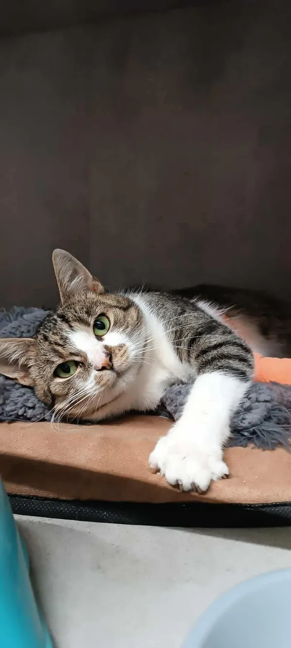 Znaleziono kota, Sosnowiec, 28 sierpnia 2025 (1/5)