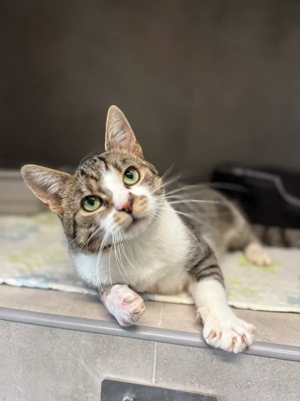 Znaleziono kota, Sosnowiec, 28 sierpnia 2025 (5/5)