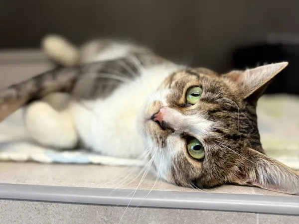 Znaleziono kota, Sosnowiec, 28 sierpnia 2025 (2/5)