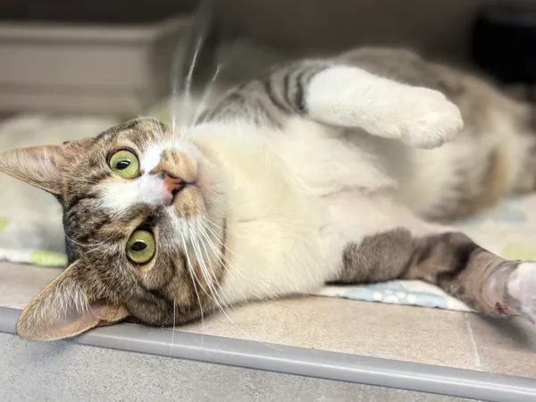 Znaleziono kota, Sosnowiec, 28 sierpnia 2025 (3/5)