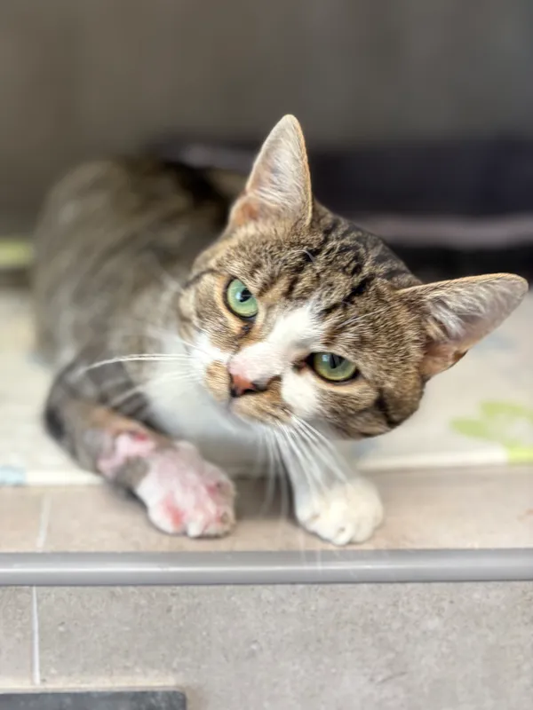 Znaleziono kota, Sosnowiec, 28 sierpnia 2025 (4/5)