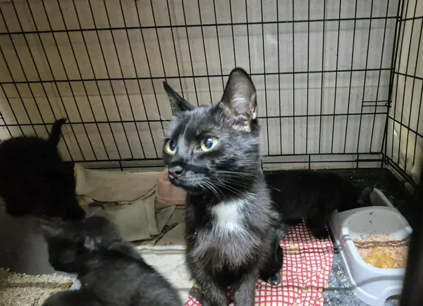 Znaleziono kota, Sosnowiec, 28 sierpnia 2025