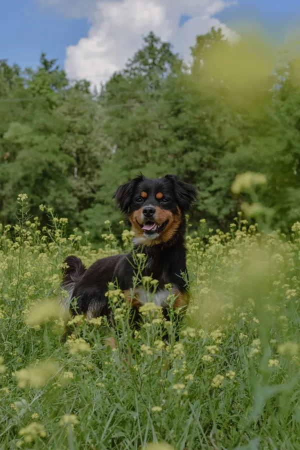 Pies do adopcji, Radom, 29 sierpnia 2025 (2/5)