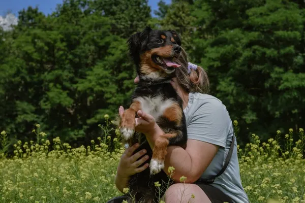 Pies do adopcji, Radom, 29 sierpnia 2025 (4/5)