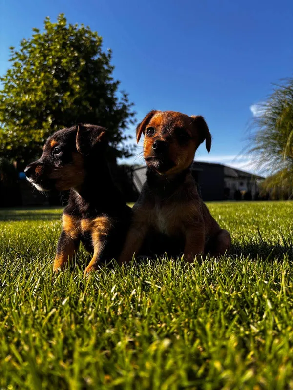 Pies do adopcji, Radom, 29 sierpnia 2025 (1/5)