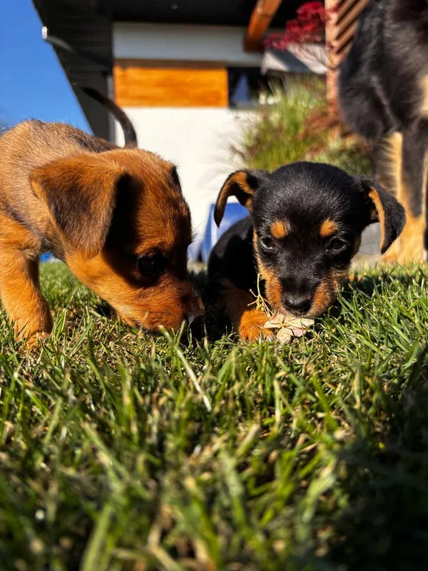 Pies do adopcji, Radom, 29 sierpnia 2025 (2/5)