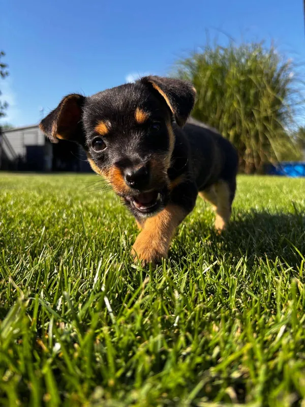 Pies do adopcji, Radom, 29 sierpnia 2025 (4/5)