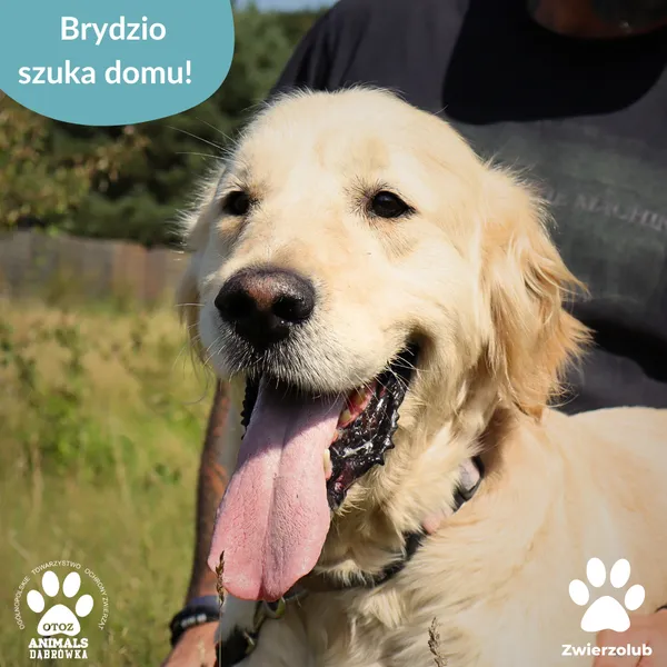 Pies do adopcji, Dąbrówka, 29 sierpnia 2025 (1/4)