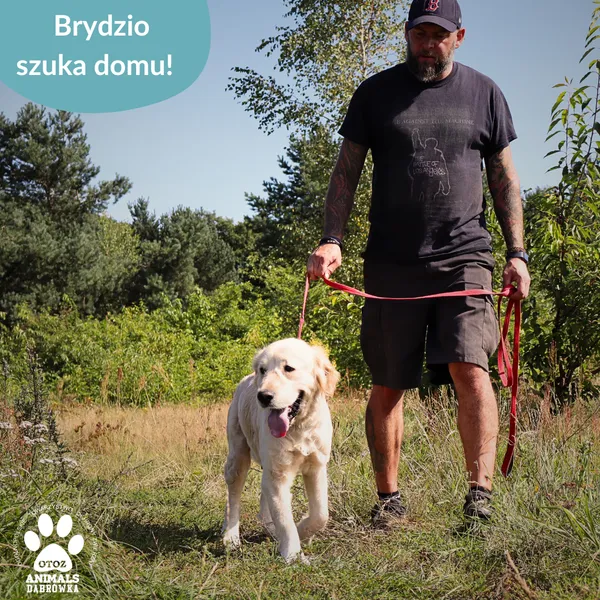 Pies do adopcji, Dąbrówka, 29 sierpnia 2025 (4/4)