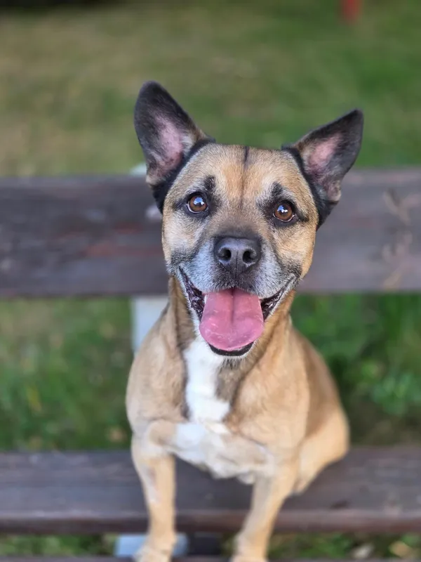 Pies do adopcji, Jelenia Góra, 4 sierpnia 2025 (3/4)