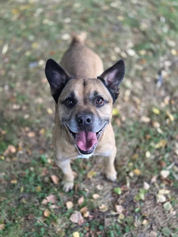 Pies do adopcji, Jelenia Góra, 4 sierpnia 2025 (4/4)