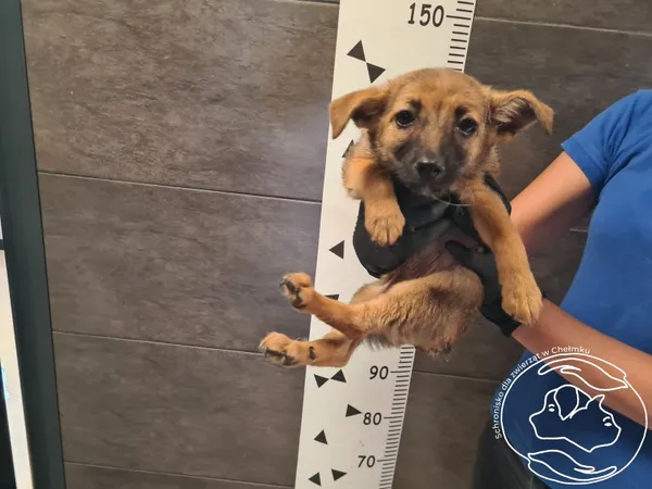 Znaleziono psa, Chełmek, 29 sierpnia 2025