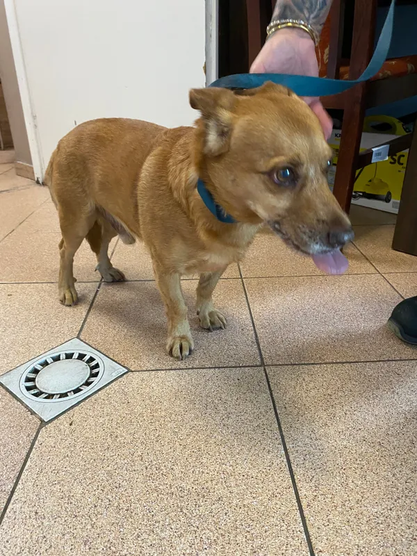 Pies do adopcji, Włocławek, 29 sierpnia 2025 (2/4)