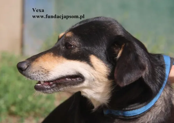 Pies do adopcji, Nowy Dwór Mazowiecki, 29 sierpnia 2025 (2/5)