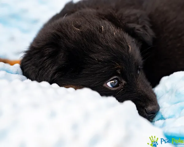 Znaleziono psa, Racławice, 28 sierpnia 2025 (1/5)