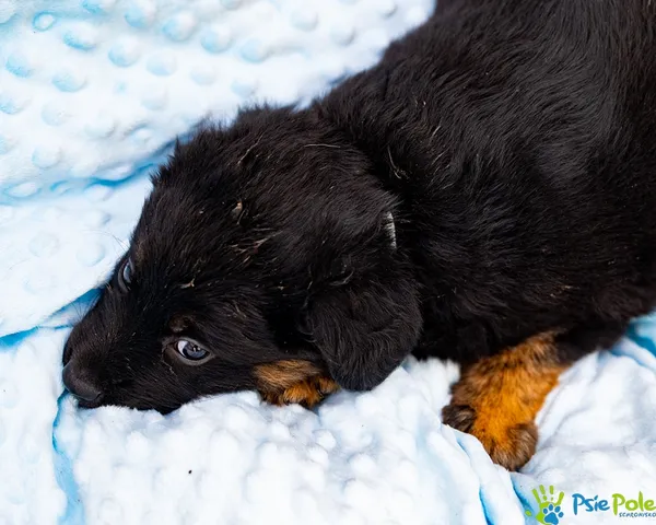 Znaleziono psa, Racławice, 28 sierpnia 2025 (2/5)