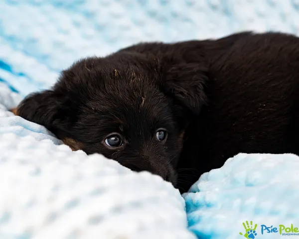 Znaleziono psa, Racławice, 28 sierpnia 2025 (3/5)