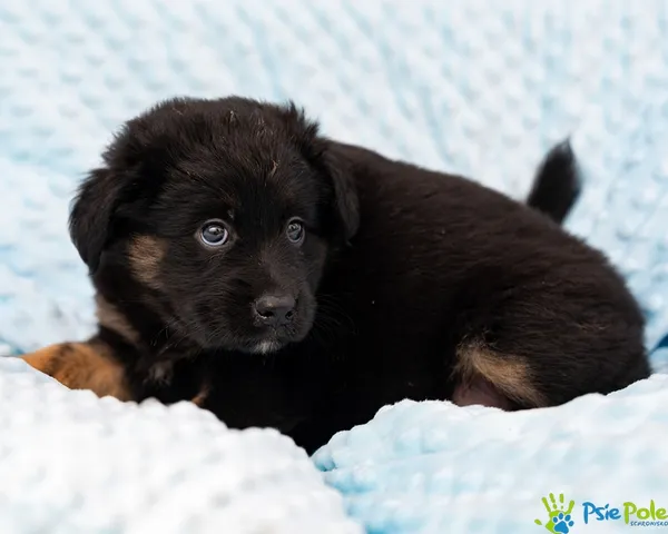 Znaleziono psa, Racławice, 28 sierpnia 2025 (5/5)