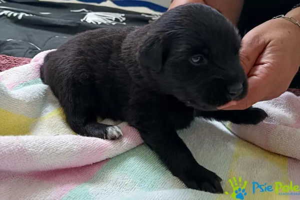 Znaleziono psa, Racławice, 28 sierpnia 2025