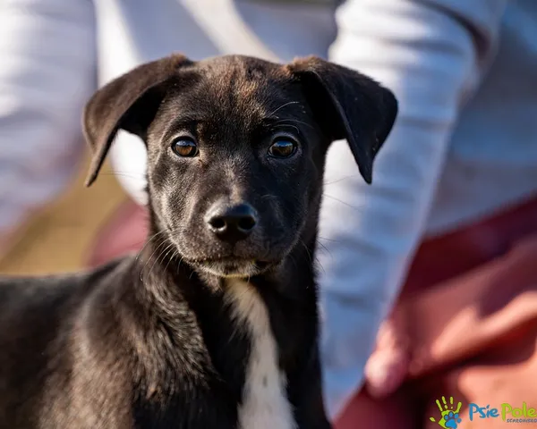 Znaleziono psa, Racławice, 28 sierpnia 2025 (3/5)