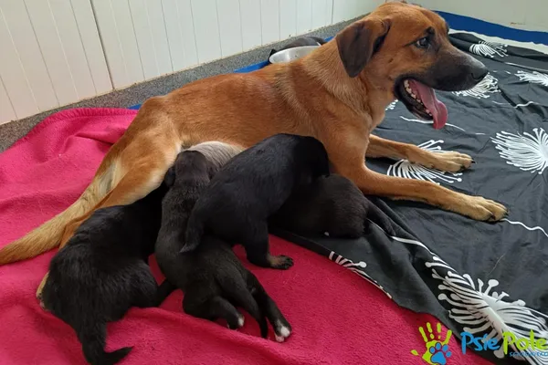 Znaleziono psa, Racławice, 28 sierpnia 2025 (1/3)