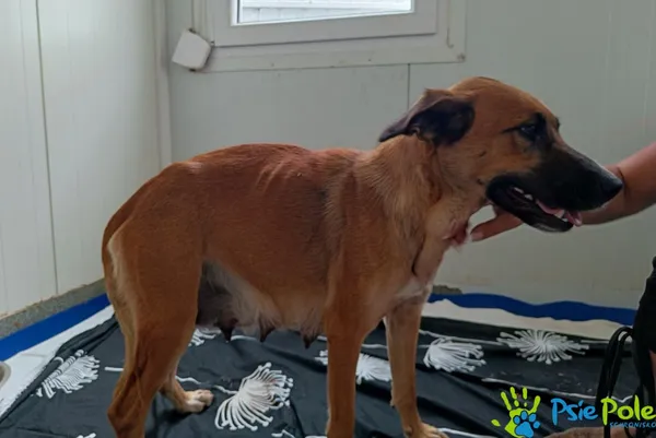 Znaleziono psa, Racławice, 28 sierpnia 2025 (3/3)