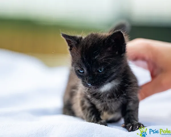 Znaleziono kota, Racławice, 27 sierpnia 2025 (3/5)