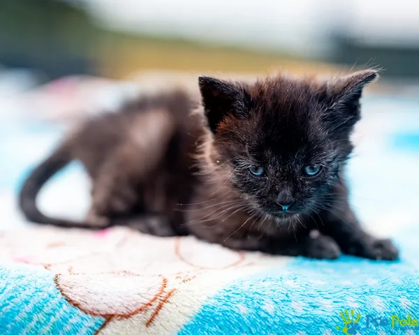 Znaleziono kota, Racławice, 27 sierpnia 2025 (1/5)