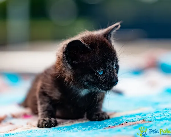 Znaleziono kota, Racławice, 27 sierpnia 2025 (2/5)