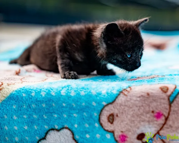 Znaleziono kota, Racławice, 27 sierpnia 2025 (3/5)