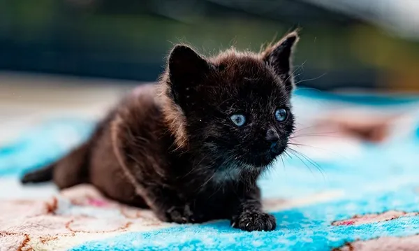 Znaleziono kota, Racławice, 27 sierpnia 2025 (5/5)