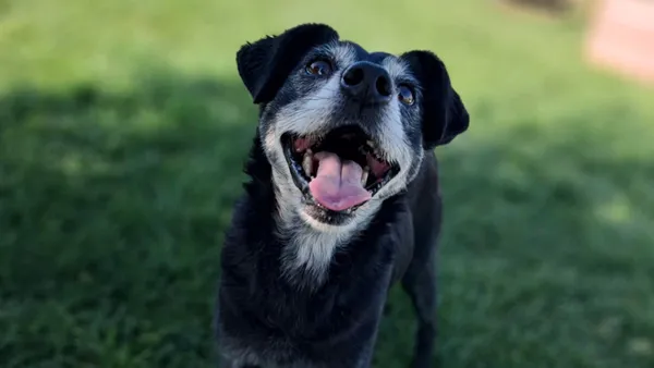 Znaleziono psa, Tatary, 8 sierpnia 2025 (1/4)