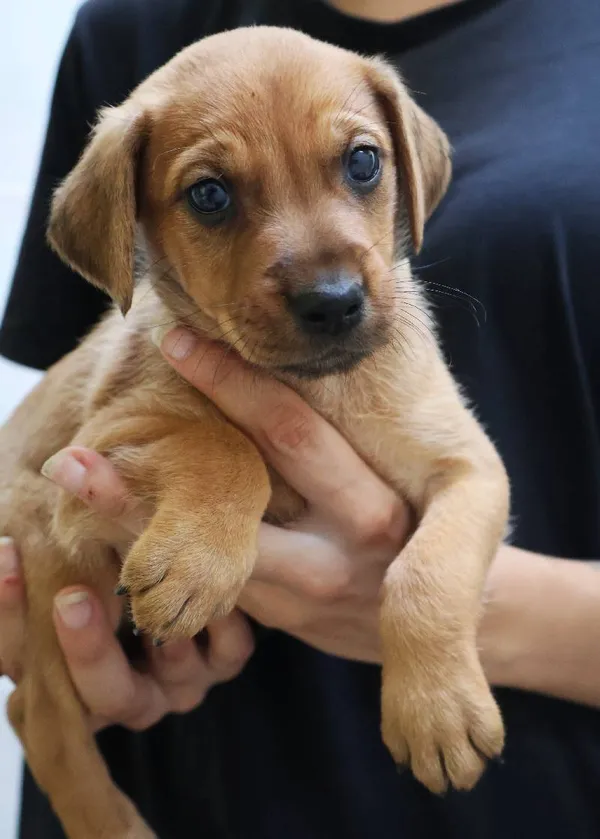 Znaleziono psa, Łódź, 13 sierpnia 2025 (3/5)