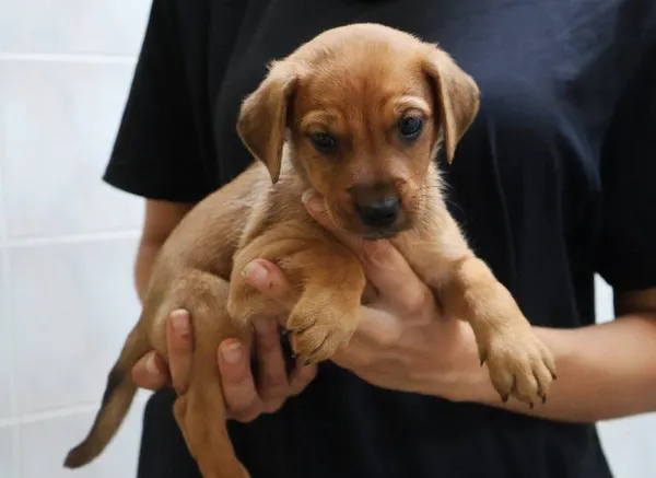 Znaleziono psa, Łódź, 13 sierpnia 2025 (5/5)