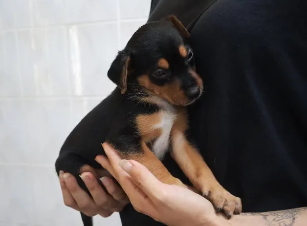 Znaleziono psa, Łódź, 13 sierpnia 2025 (4/5)