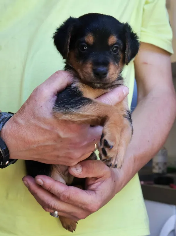 Znaleziono psa, Łódź, 13 sierpnia 2025 (2/5)