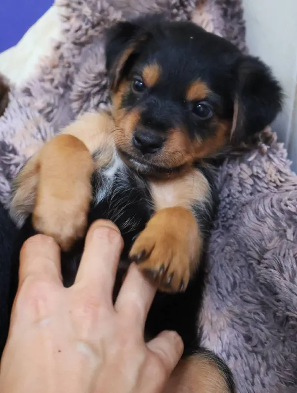 Znaleziono psa, Łódź, 13 sierpnia 2025 (3/5)