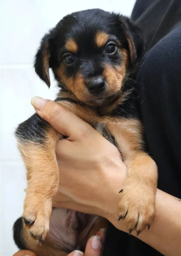 Znaleziono psa, Łódź, 13 sierpnia 2025 (4/5)