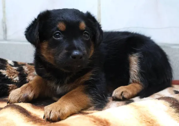 Znaleziono psa, Łódź, 13 sierpnia 2025 (1/5)