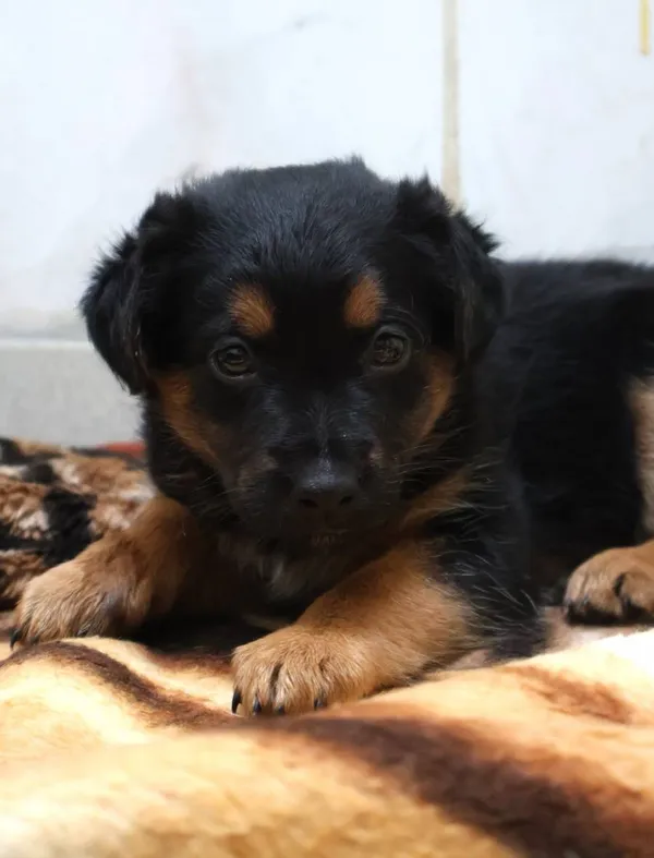 Znaleziono psa, Łódź, 13 sierpnia 2025 (2/5)